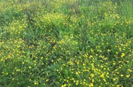 Prodaje se zemljiste u Trebižatu, 3929 , Čapljina