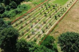 Građevinsko zemljište 2050m2, Loborika, 75x27m2, 2050 , Marčana