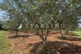 PRODAJA, MASLINIK, 2.800 M2, OKOLICA ROVINJA, 2845 , Rovinj