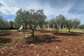 PRODAJA, MASLINIK, 6.300 M2, OKOLICA ROVINJA, 6313 , Rovinj
