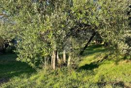 POLJOPRIVREDNO ZEMLJIŠTE, PRODAJA, FAŽANA, 2.264 M2 M2, 2264 , Vodnjan